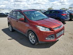 2014 Ford Escape Se Оранжевый vin: 1FMCU9G90EUD65140