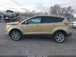 2014 Ford Escape Titanium Gold vin: 1FMCU9J99EUD37801