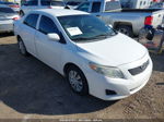 2010 Toyota Corolla Le Белый vin: 1NXBU4EE4AZ272100