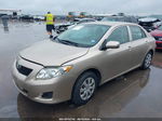 2010 Toyota Corolla Le Gold vin: 2T1BU4EE1AC380613