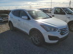 2014 Hyundai Santa Fe Sport  Белый vin: 5XYZT3LB4EG203374