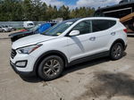 2014 Hyundai Santa Fe Sport  Белый vin: 5XYZUDLB4EG160285