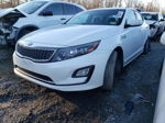 2014 Kia Optima Hybrid Белый vin: KNAGM4AD9E5075542